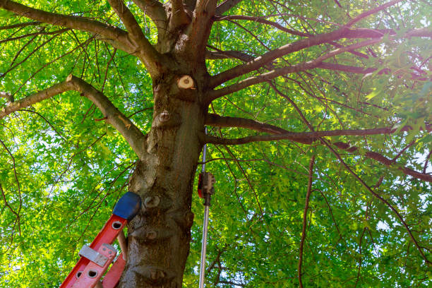 Large Tree Removal in Ames Lake, WA